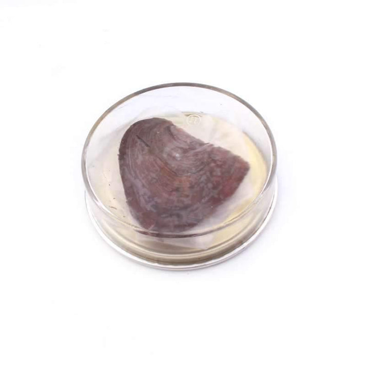 Oyster Pearl Necklace KIT LoveYours Jewelry